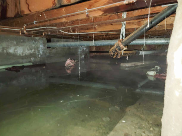 Best Ceiling water damage repair  in Elmwood Place, OH